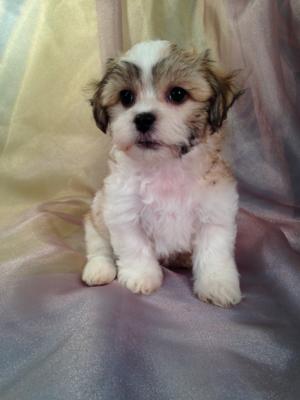 Shih tzu Bichon Puppies Are Also Called Teddy Bear Puppies.  The Shih tzu Bichons For Sale Were Born 9-4-15.